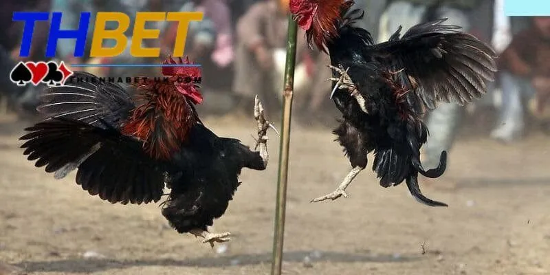 Đá gà Thienhabet bao gồm tổng hợp những giải đấu phong phú